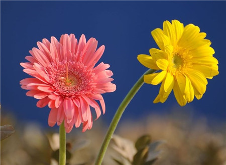 非洲菊開花圖片欣賞