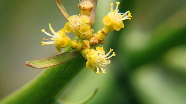 光棍樹開花嗎