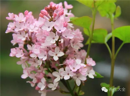 丁香花香