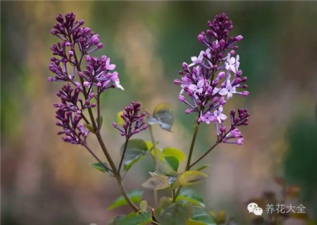 丁香花生長(zhǎng)習(xí)性