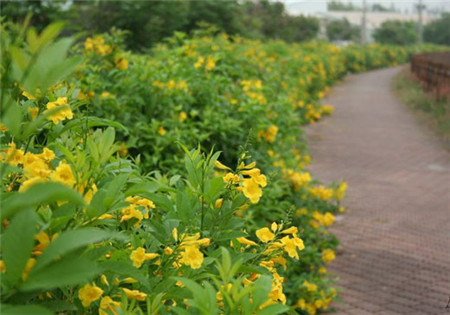 黃鐘花的養(yǎng)殖方法