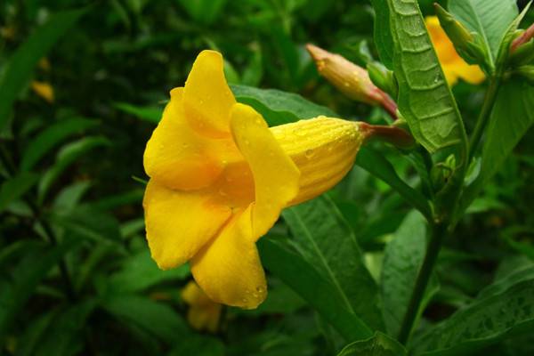 黃鐘花的養(yǎng)殖方法和注意事項