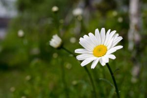 瑪格麗特開(kāi)花后怎么處理