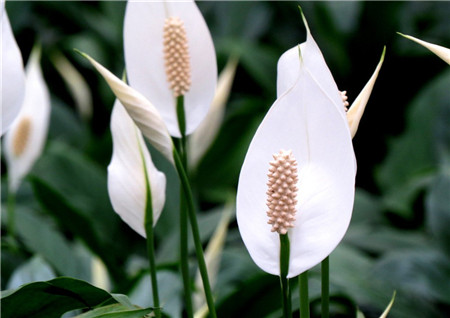 白掌開花花圖片