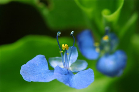 藍色紫露草美圖