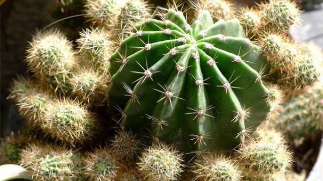 仙人掌類植物有哪些