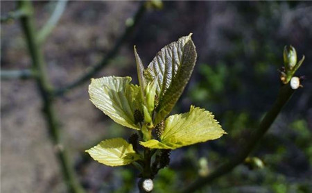 桑樹幼芽