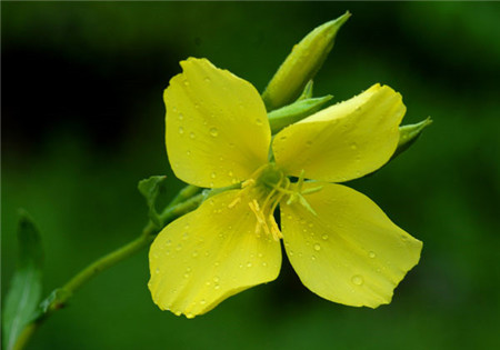 家庭養(yǎng)花需要注意什么