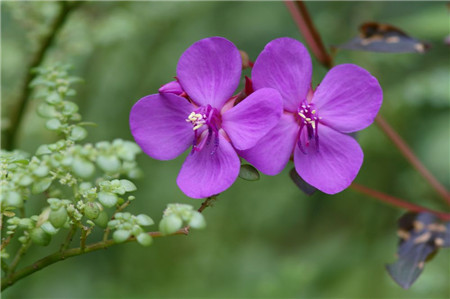 虎顏花怎么養(yǎng)