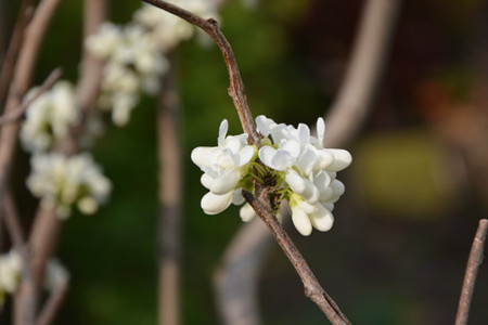 白花紫荊