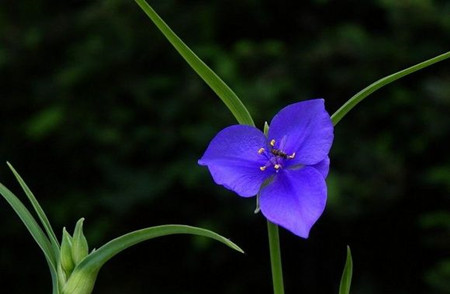 紫露草開花