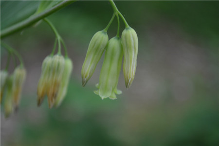 多花黃精的花朵