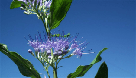 好看的蒙古蕕