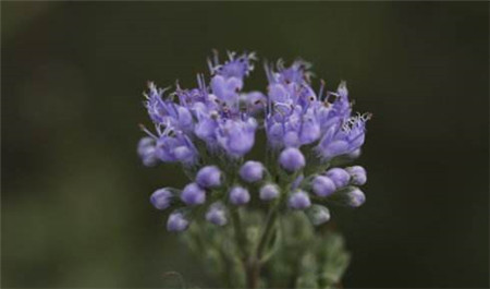 蒙古蕕植株