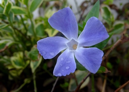 小蔓長春的花朵