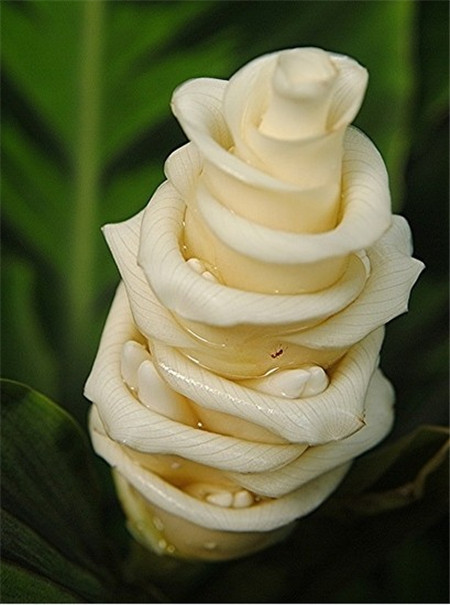 Calathea warscewiczii