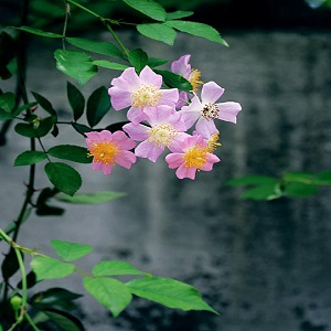 粉團(tuán)薔薇