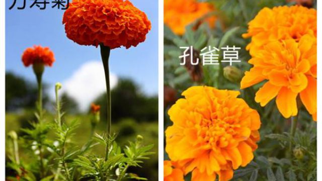 萬壽菊和孔雀草的區(qū)別