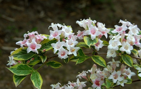 花葉錦帶花