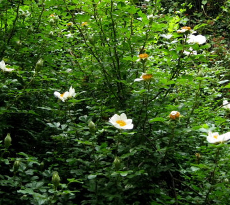 碩苞薔薇植株