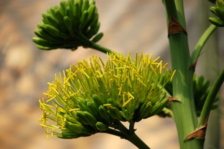 龍舌蘭什么時(shí)候開花