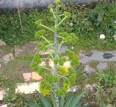 龍舌蘭的花朵形態(tài)