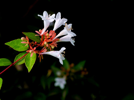 糯米條開花