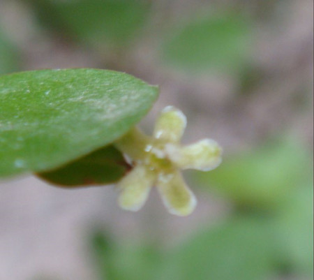 千葉吊蘭開(kāi)花的樣子