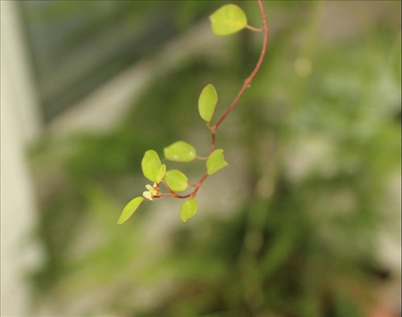 千葉吊蘭開(kāi)花圖片欣賞