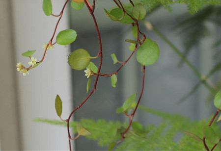 千葉吊蘭開(kāi)花圖片