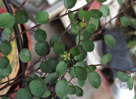 千葉吊蘭開(kāi)花的圖片欣賞