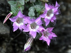 紅花龍膽開花