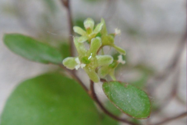 千葉吊蘭開(kāi)花嗎