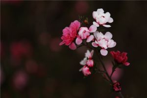 如何使松紅梅在圣誕開花