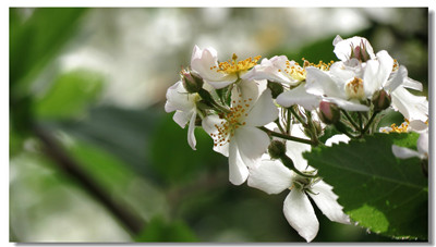 懸鉤子薔薇