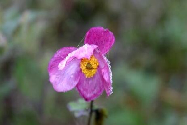 打碗花、打破碗花、打破碗碗花都是些什么植物