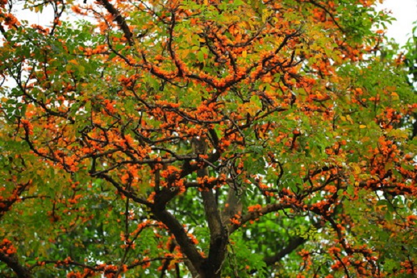 如何使火燒花在元旦開(kāi)花