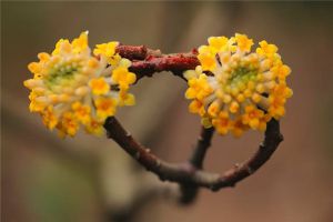 如何使結(jié)香在圣誕開(kāi)花