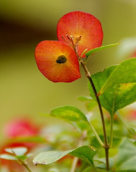 冬紅的花朵