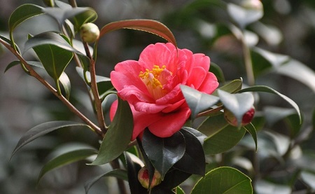 茶梅開(kāi)花