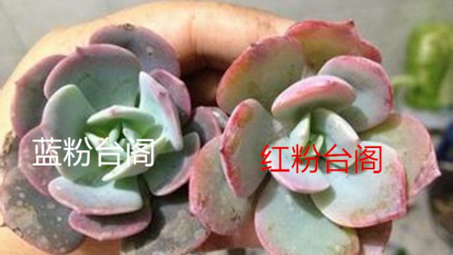 紅粉臺閣和藍(lán)粉臺閣的區(qū)別