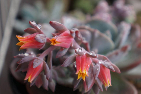 紅粉臺閣開完花會死嗎