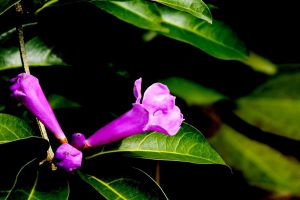 如何使蒜香藤在圣誕開(kāi)花