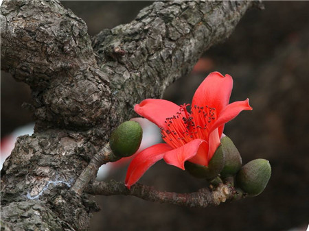 木棉開花