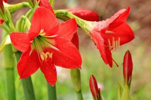 如何使朱頂紅在元旦開(kāi)花