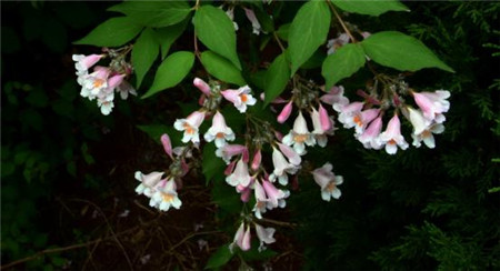 蝟實(shí)植株