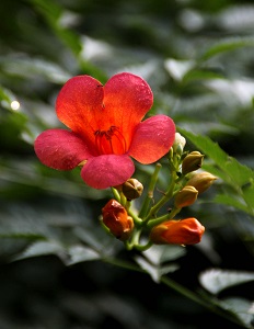 開(kāi)放的凌霄花