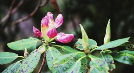 羊毛杜鵑植株