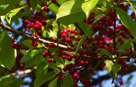 紅果冬青