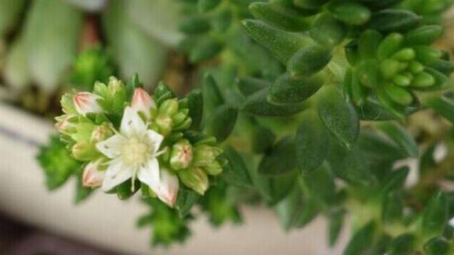 白花小松什么時候開花